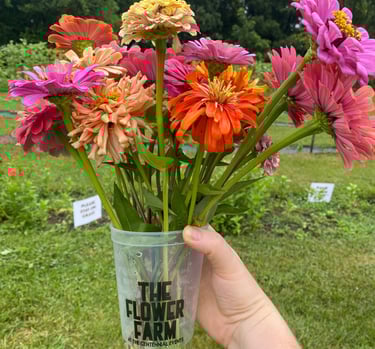 U-Pick Flower Farm Cup of Posies filled with colorful zinnias