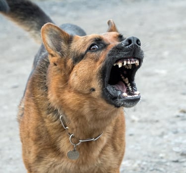 Chien agressif