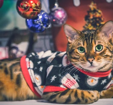 Gato con ropa navideña personalizada hecha a medida