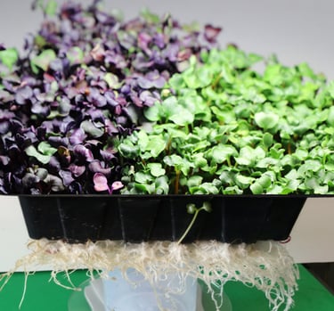 Fresh purple and green radish microgreens growing in a tray with visible roots.