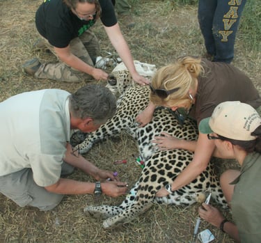 Dr Erik and the research team examining an immobilized leopard 