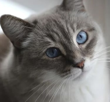 Ostéopathie féline, ostéopathie sur les chats
