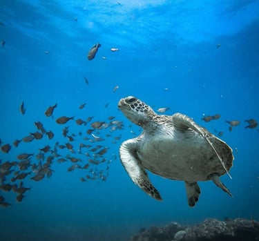 A green sea turtle swimming through blue ocean water with a school of small tropical fish.