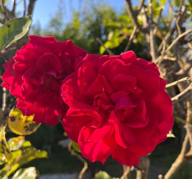 Rose Céline & Florine jardin