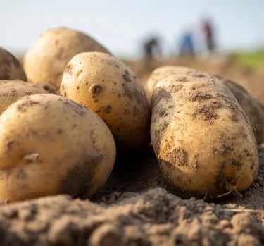 potatoestuck potatoestuck potatoestuck potatoestuck potatoestuck potatoes