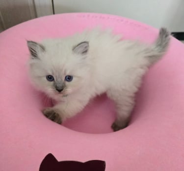 Texas Siberian kitten