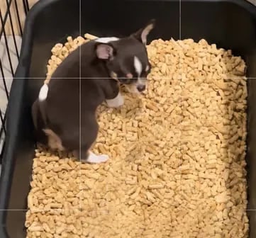 AKC Louisiana Chihuahua puppy learning litter box training with pellets