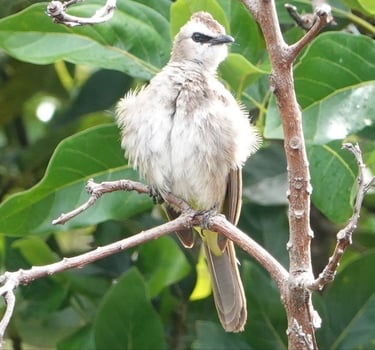 Wildlife Nature, Conservation Centre, Yellow vented bulbul bird