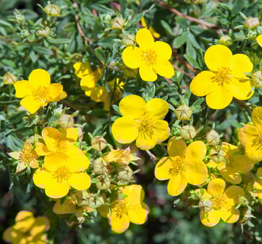 a small yellow flowering bush that is strong against deer