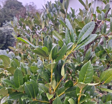 an evergreen Inkberry Holly growing in a garden