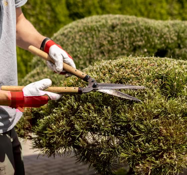 Bonsai augalų karpymas