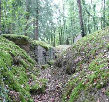 a narrow path with mossy green leaves