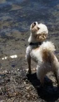 maltipoo puppy at the beach