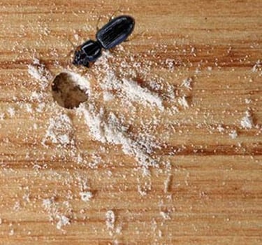 Wood Borer
