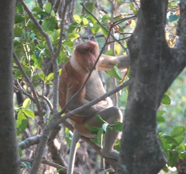 Proboscis monkey in the wild