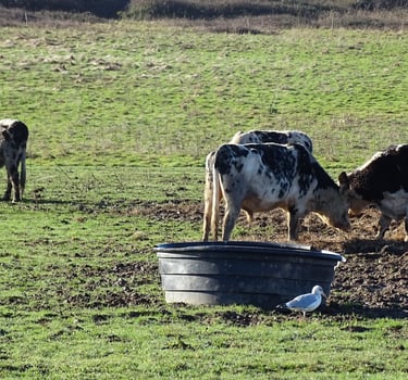 Agriculture, élévage, pêche, eau, pâturages
