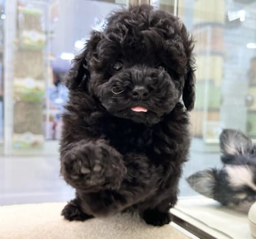 Un feliz cachorro de refugio juega en el césped bajo el cálido sol español.