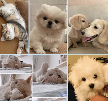 gati, maltes, golden retriever , gati, maltese