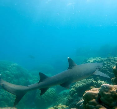 a shark shark swimming in the ocean