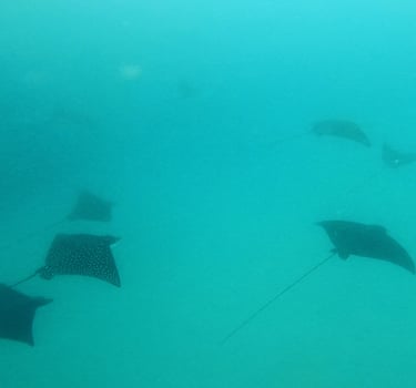 a group of stingers swimming in the ocean