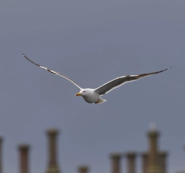 vol de goéland au dessus d'un site industriel