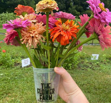 U-Pick Flower Farm Cup of Posies filled with colorful zinnias