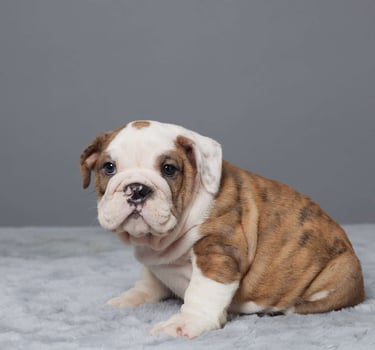 English Bulldog Puppies for Sale