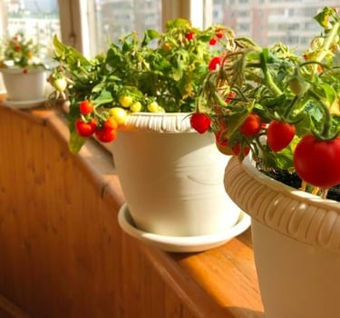 Cherry Tomatoes: The Beginner-Friendly Tomato