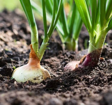 Green Onions: Practically Foolproof