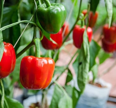 Peppers: Surprisingly Easy