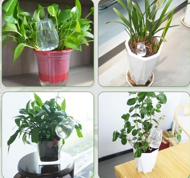 Terracotta irrigation spikes with water reservoir inserted into indoor and outdoor potted plants