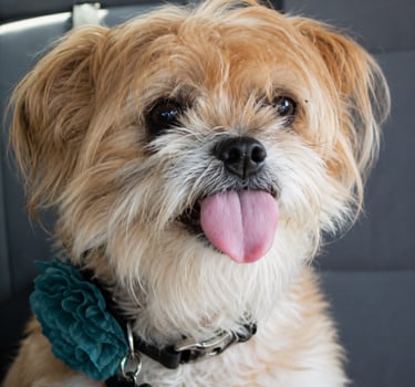 Small tan scruffy dog with tongue out wearing a teal flower collar in a car.