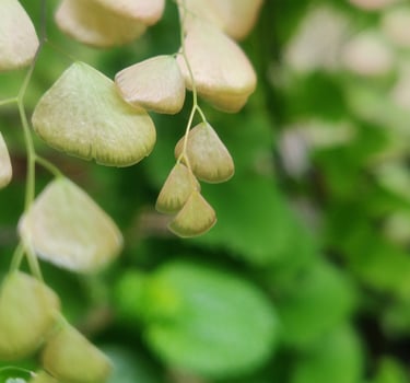 Maidenhair Fern