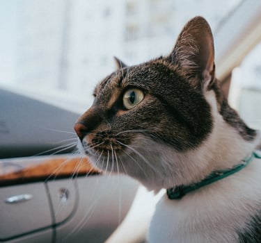 https://www.pexels.com/fr-fr/photo/animal-chat-mammifere-felin-12771411/