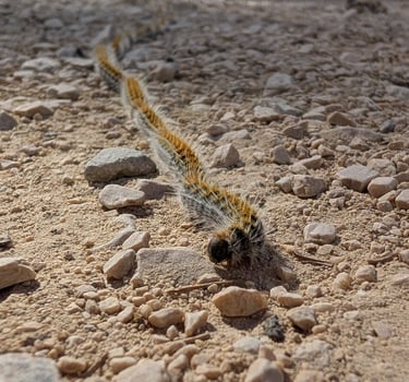 Chenilles processionnaires chenilles cocon