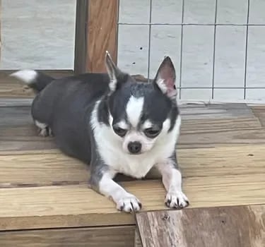 Belle the blue and white AKC Chihuahua—Louisiana champion-line girl relaxing on deck
