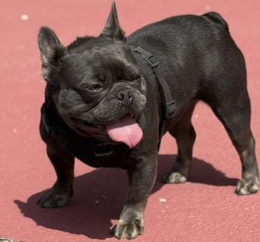 A small black French Bulldog wearing a harness stands on a red surface with its tongue out.