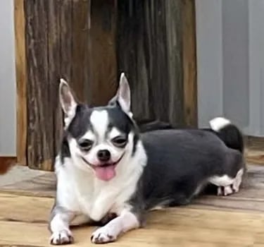 Champion-line AKC Chihuahua Belle, blue and white beauty from Louisiana, lounging on a sunlit deck