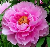 a pink flower with green leaves and a yellow flower