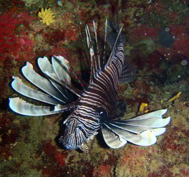 Lionfish control