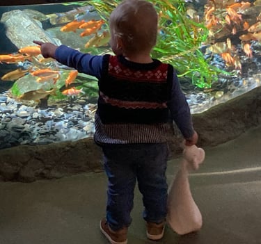 Baby looking at fish in Konstanz Sealife center