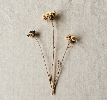 A minimalist composition of dried wildflowers arranged on a pale moss colored linen cloth. The aesthetic is refined and timeless, with soft shadows and an elegant, artisanal feel.