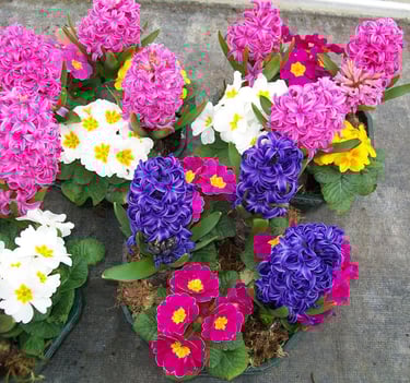 fleur plantes tombe livraison gratuite maine et loire, sarthe, mayenne