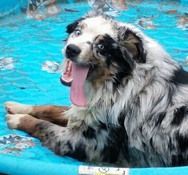 australian shepherd cooling off in a kiddy pool