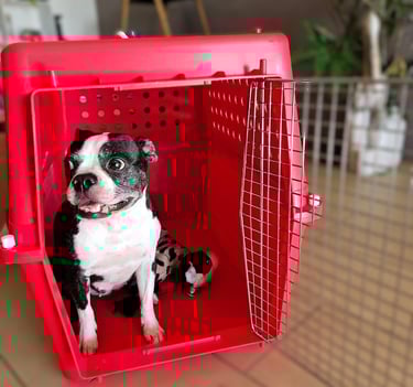 Pet Traveller flight crate.