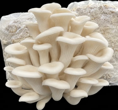 Fresh cluster of white elf oyster mushrooms growing from a substrate grain spawn bag.