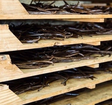 Dried whole vanilla beans curing on wooden drying racks in a spice processing facility.