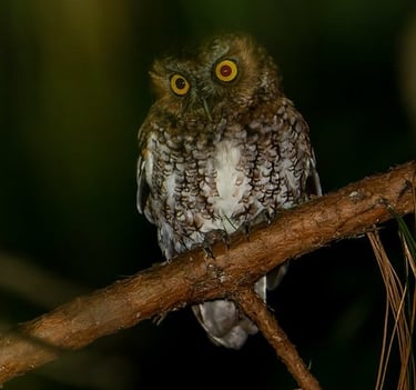 Bearded Screech-Owl on branch – nocturnal bird species seen during Chiapas night birding trip