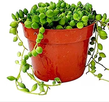 String of pearls succulent in fast-draining soil mix ideal for trailing succulents and low-water