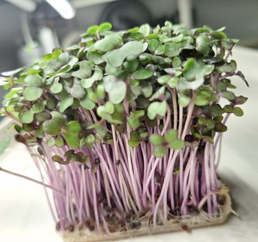 Fresh organic red cabbage microgreens with purple stems and green leaves growing in a tray.